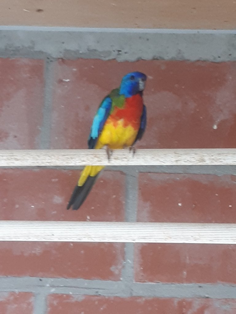 Splendid parkiet, Mannelijk, Parkiet, Geringd