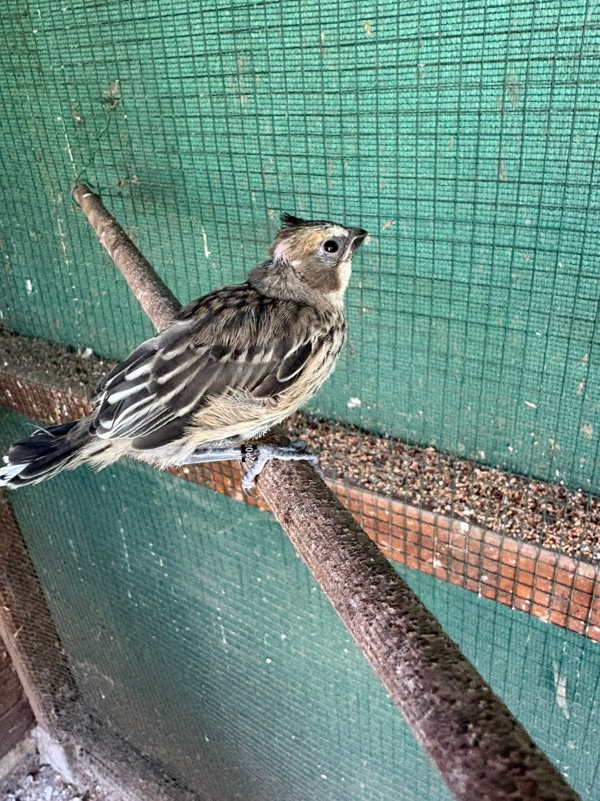 Groene kardinaal, Meerdere dieren, Wildzangvogel, Geringd