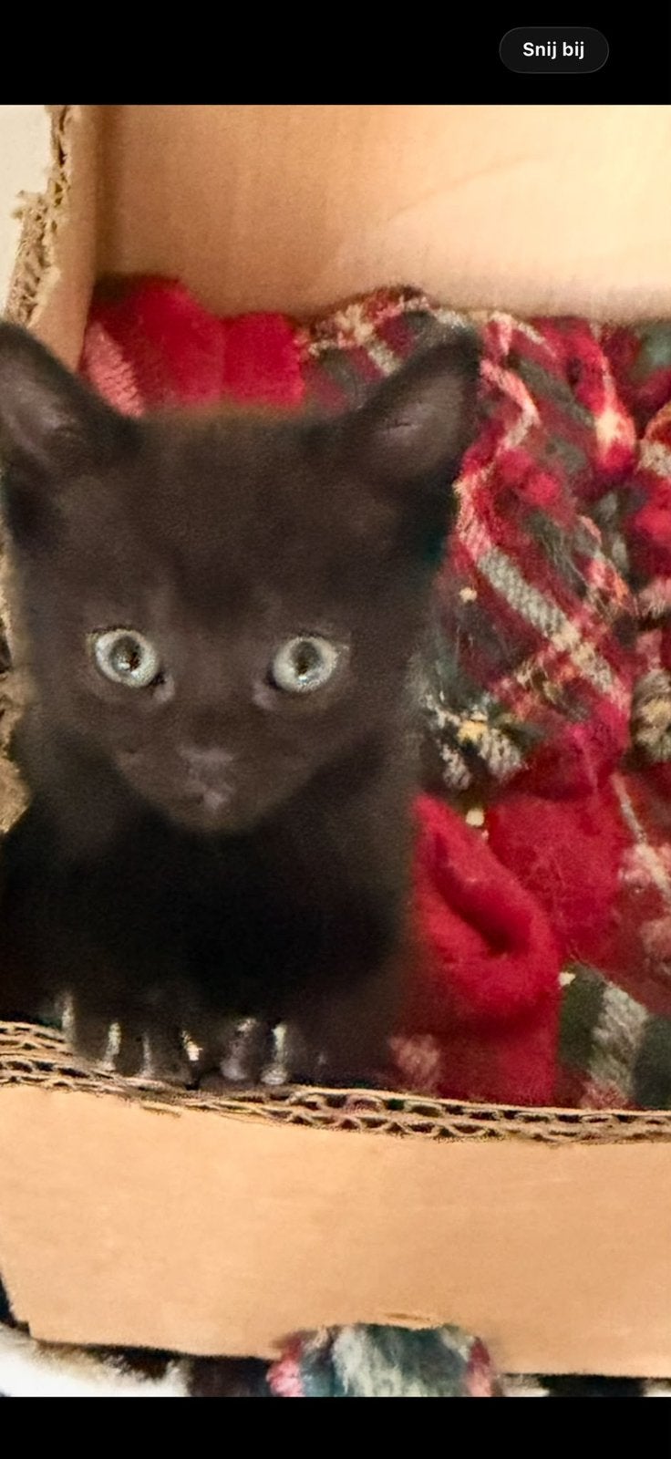 Kittens die een Nieuw leuk huisje zoeken, Dieren en Toebehoren, Ophalen