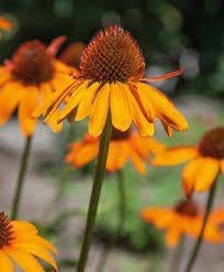 Echinacea Tiki Torch, Tuin en Terras, Ophalen, Halfschaduw