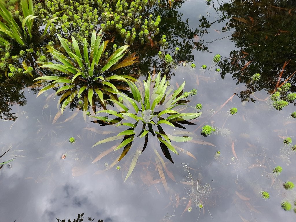 waterplant krabbescheer, Ophalen, Nieuw