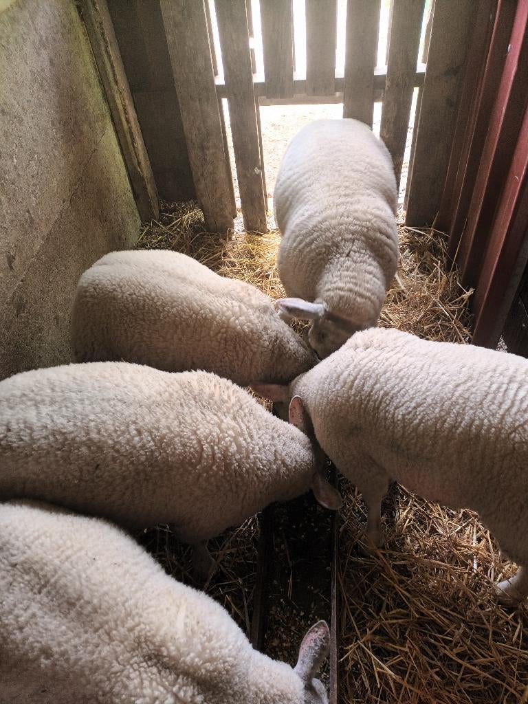 Lammeren voor offerfeest, Plusieurs animaux, Mouton, 0 à 2 ans