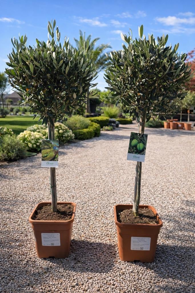 Olijfboom Olea Europaea, Tuin en Terras, Ophalen, Olijfboom