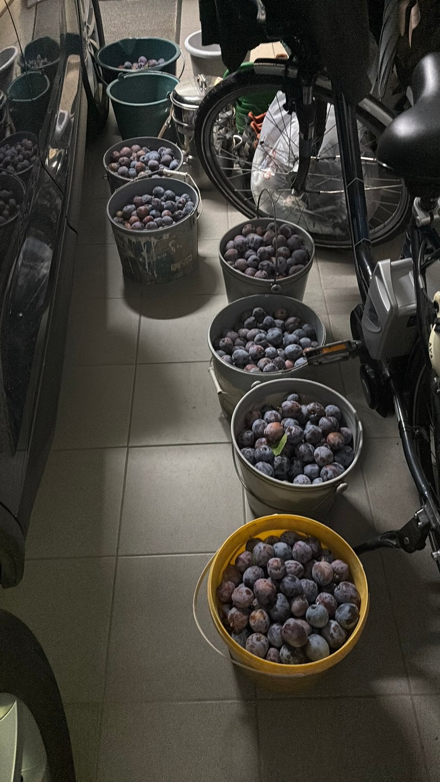 30kg blauwe pruimen te koop ook per kg., Zakelijke goederen, Landbouw | Aardappelen, Groenten, Fruit en Vlees, Ophalen