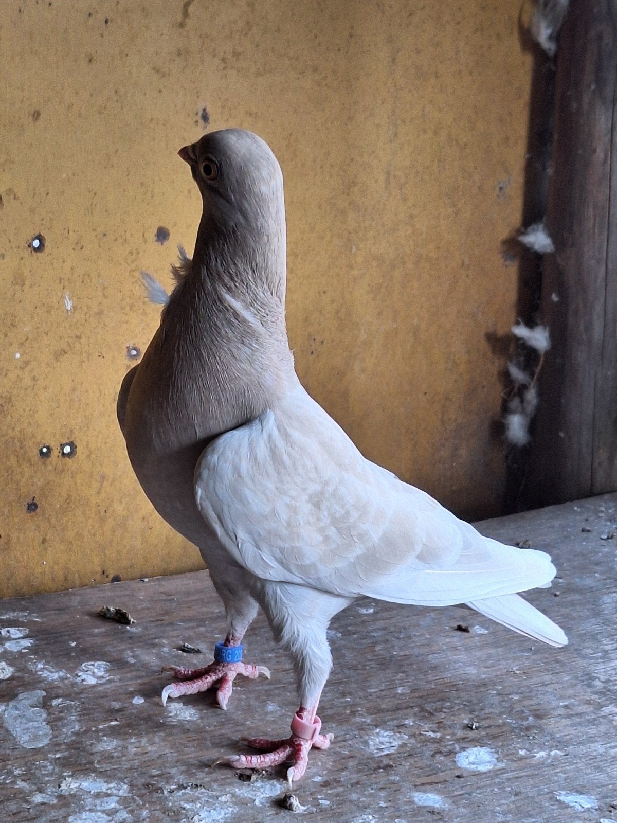 Figurita   duivers, Dieren en Toebehoren, Mannelijk, Overige soorten