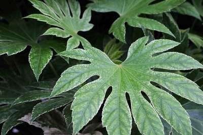 Fatsia Spiders Web, Ophalen