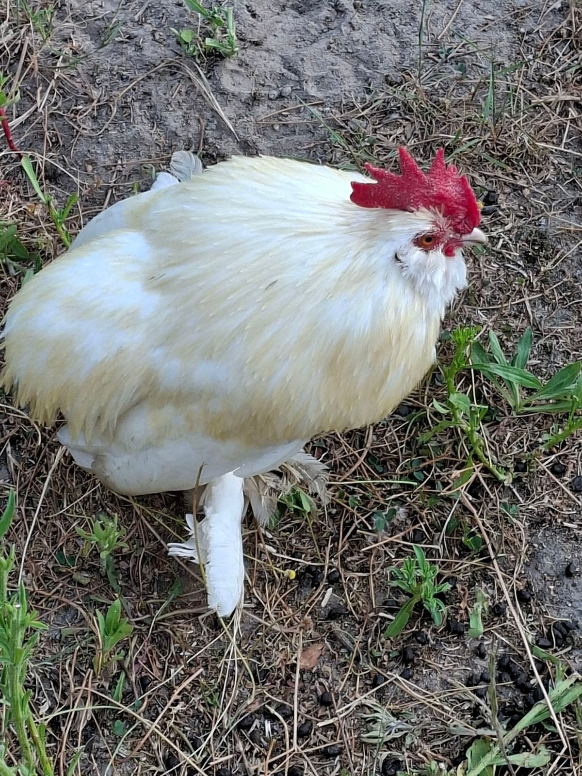 Everbergse Baardkriel haan, Dieren en Toebehoren, Pluimvee, Mannelijk, Kip