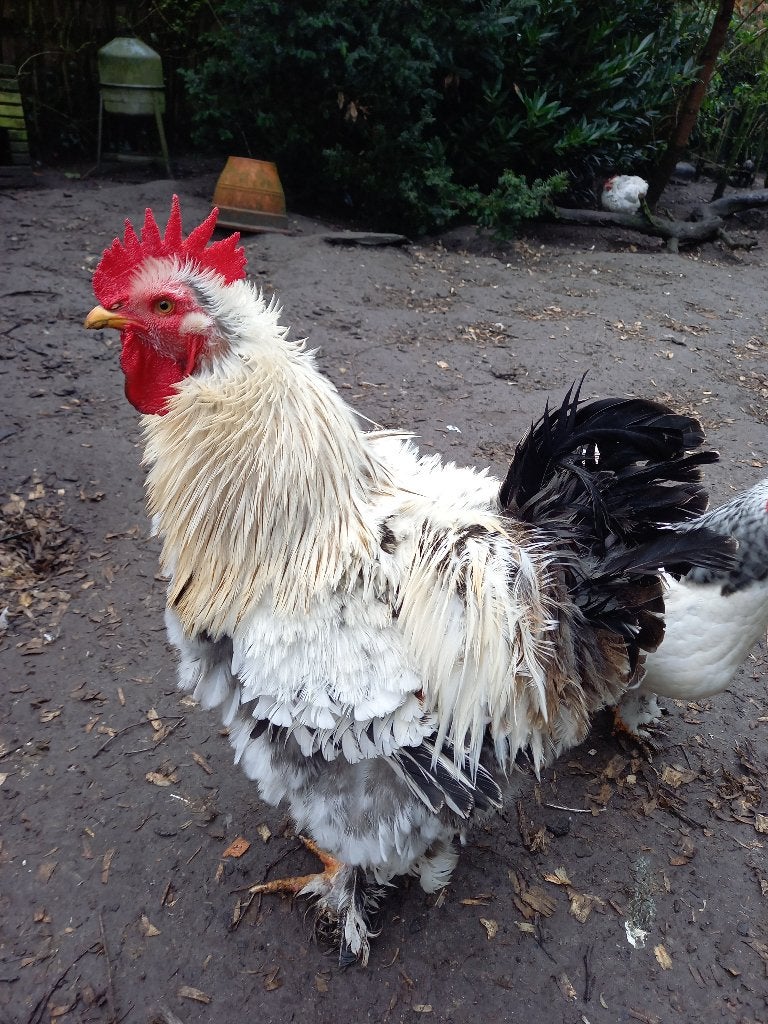 GRATIS !! MOOIE KRULVEERHAAN (groothoender), Dieren en Toebehoren, Mannelijk, Kip