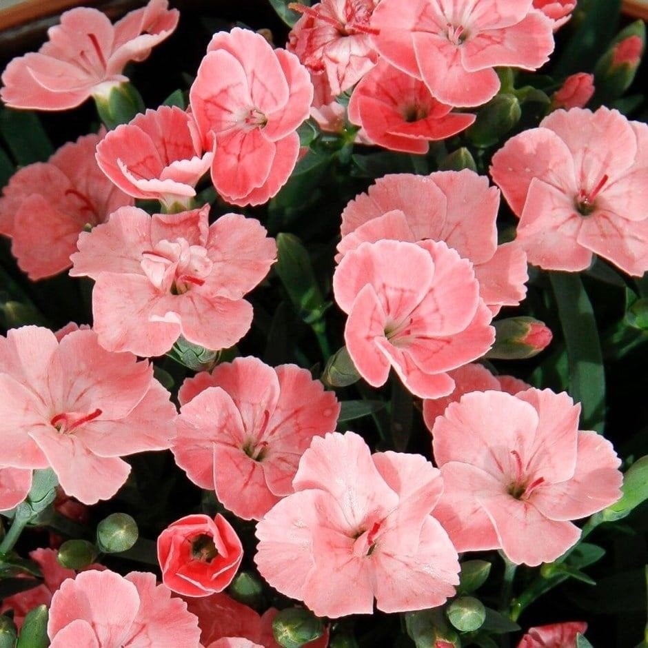 Dianthus et Dryopteris, Enlèvement, Plante fixe
