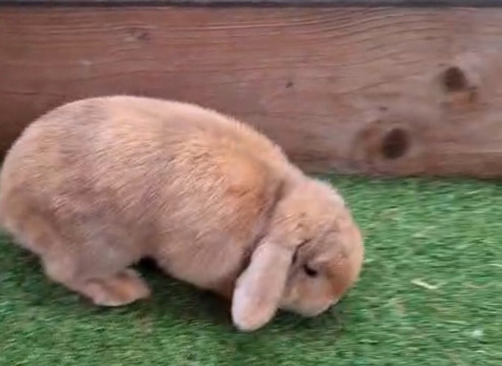 Minilop ram jappaner, Mannelijk, Dwerg, Hangoor, 0 tot 2 jaar