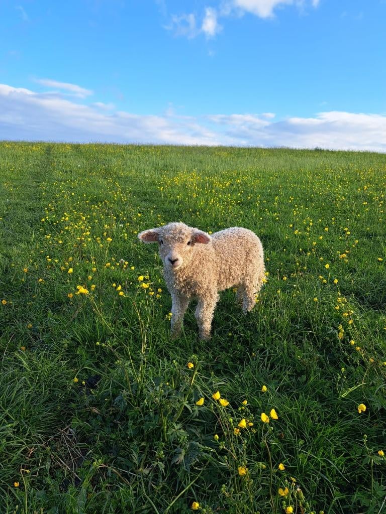 Agneau Devon and Cornwall, Mâle, Mouton, 0 à 2 ans