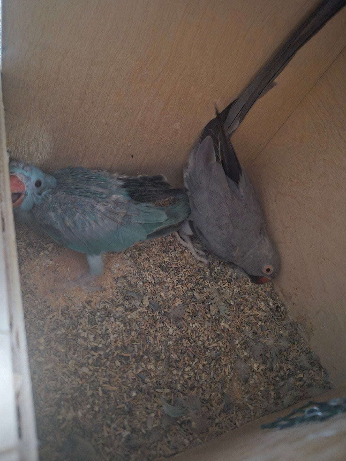 a vendre ou echange couple de perruche collier reproducteur, Animaux & Accessoires, Plusieurs animaux, Bagué