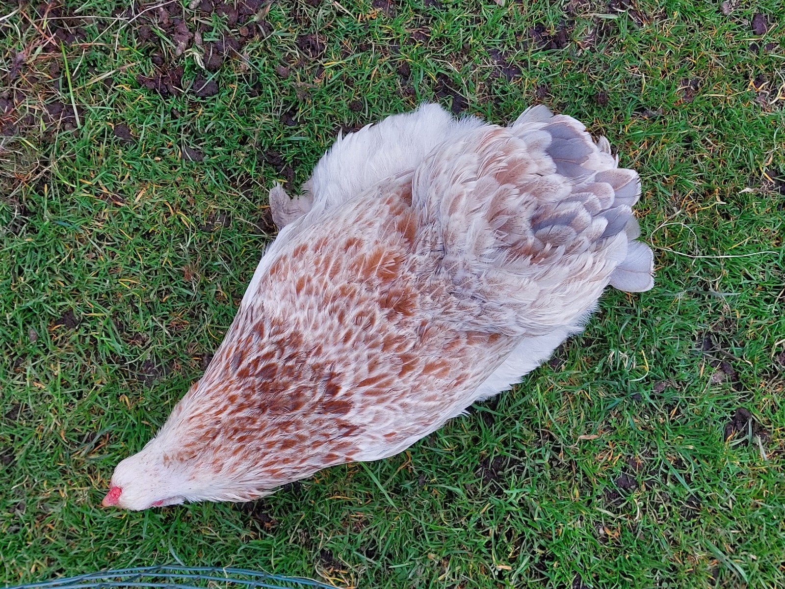 brahma zalm groothoender, Dieren en Toebehoren