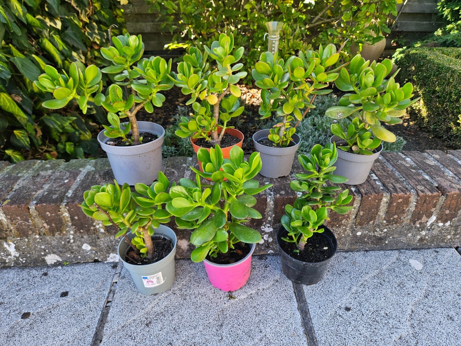Mooie stevige crassula plantjes, Enlèvement