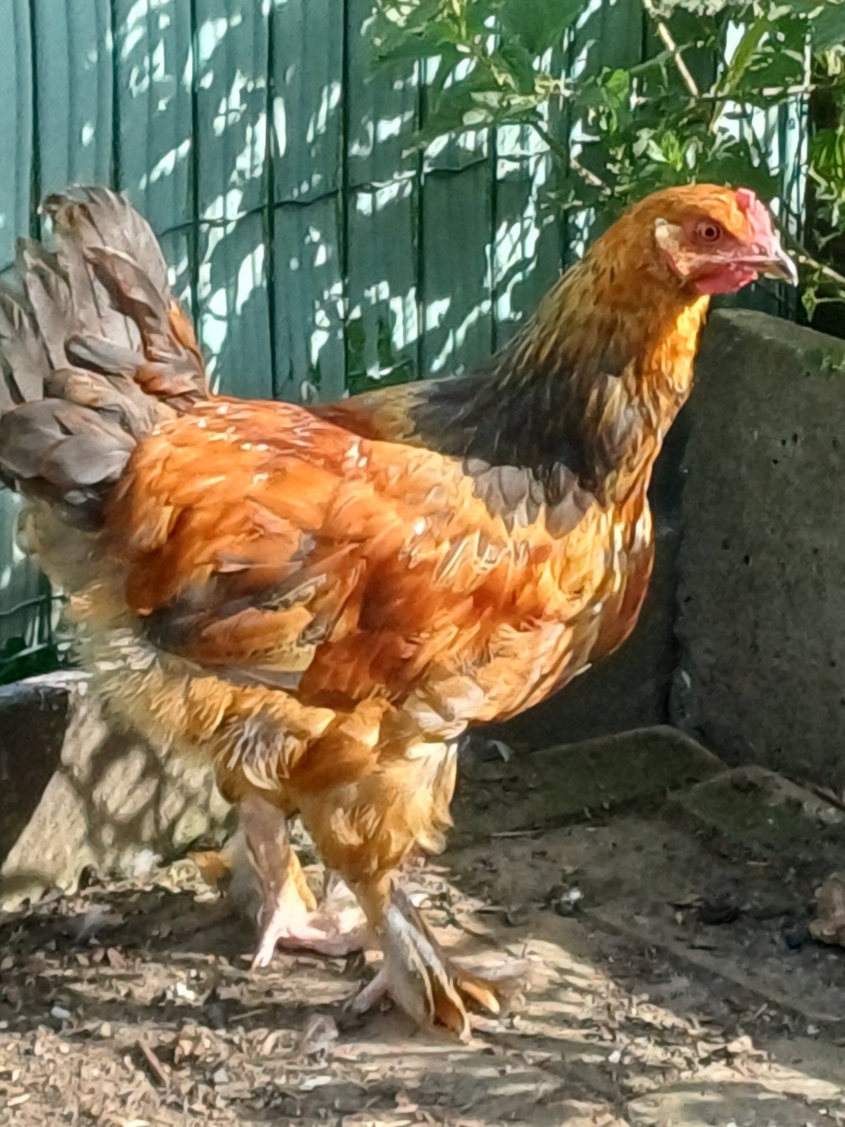 Jonge haan, Mannelijk, Kip