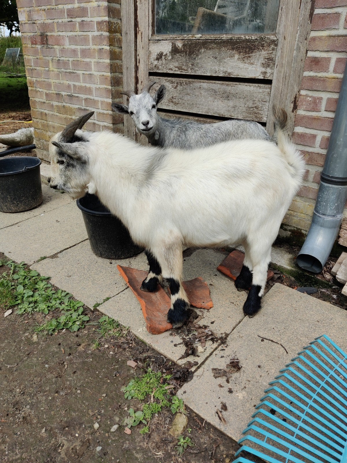 dwerggeit boklam, Dieren en Toebehoren