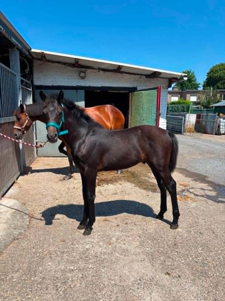 zeer mooi bwp hengsten veulen, Springpaard, Met stamboom, Niet van toepassing, 0 tot 2 jaar