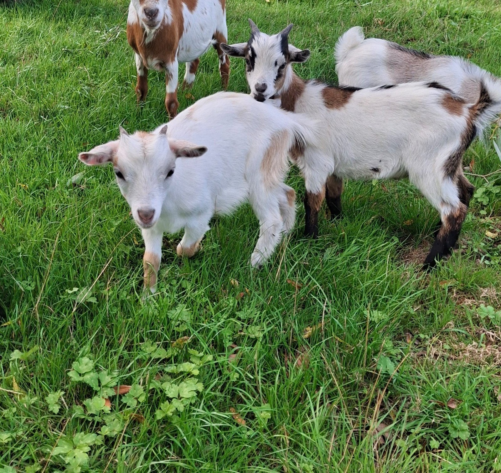 Tamme dwergeitjes, Dieren en Toebehoren, Meerdere dieren, Geit, 0 tot 2 jaar