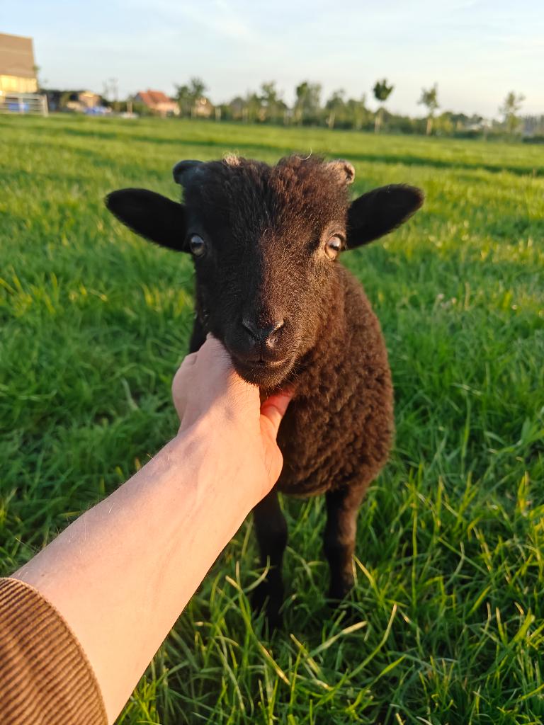 Ouessant ramlam, Dieren en Toebehoren
