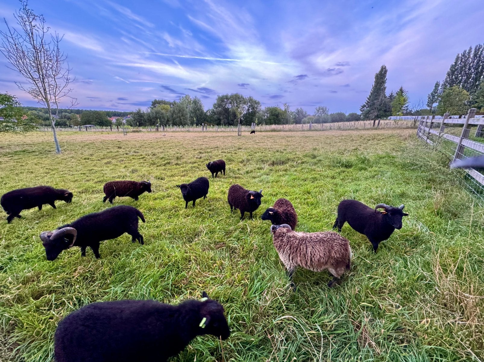 Ram lam ouessant, Dieren en Toebehoren, Mannelijk, Schaap, 0 tot 2 jaar