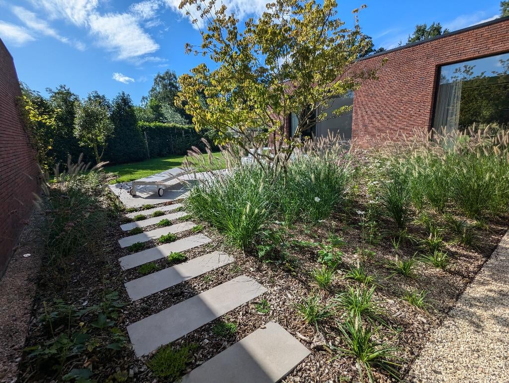 Pennisetum Hameln, Jardin & Terrasse, Plantes | Jardin, Ne fleurit pas, Enlèvement, Graminées ornementales, Plante fixe