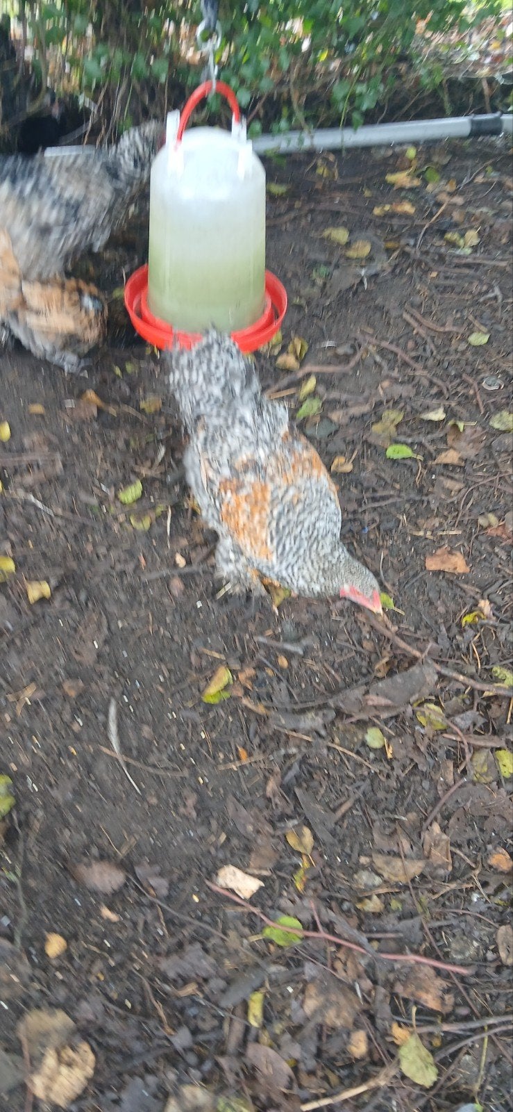 2 mooie brahma hanen te koop., Dieren en Toebehoren