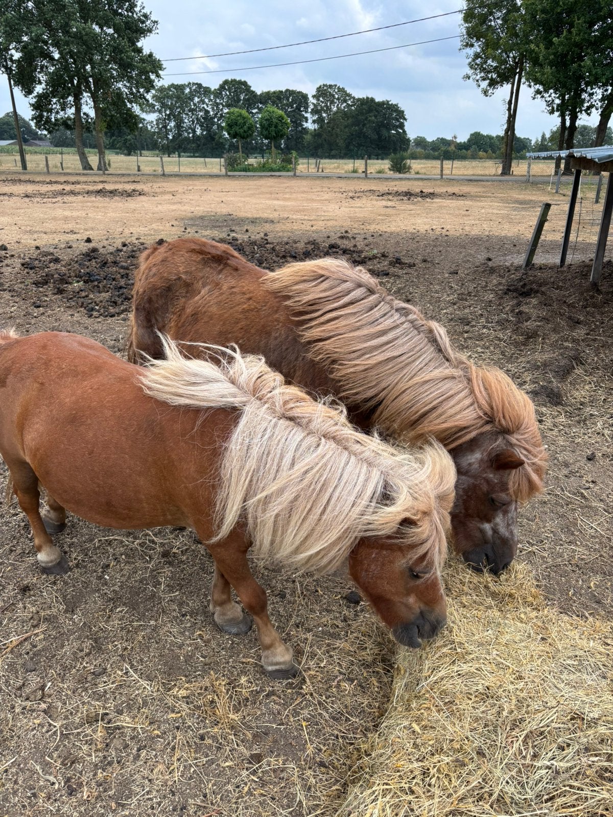 Twee brave pony’s, Zadelmak, A pony (tot 1.17m), 11 jaar of ouder, Recreatiepony