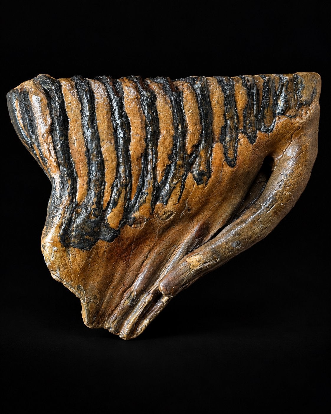 Mammouths aux racines de la mer du Nord — 15 cm — 985 g, Enlèvement ou Envoi, Fossile
