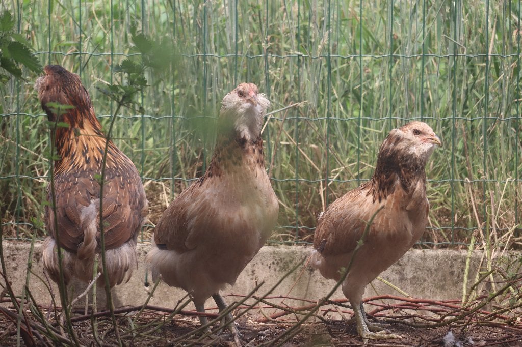 Sierkippen, Meerdere dieren, Kip