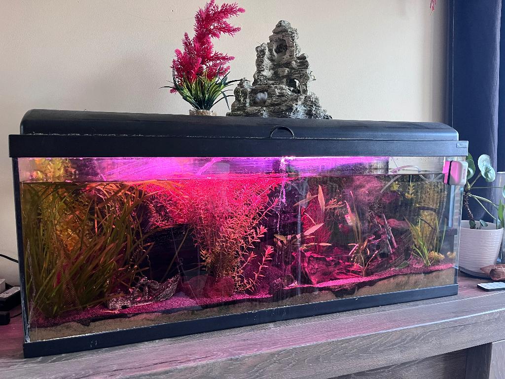 Aquarium met decoratie en vissen, Ophalen, Inclusief vissen, Gebruikt, Decoratie