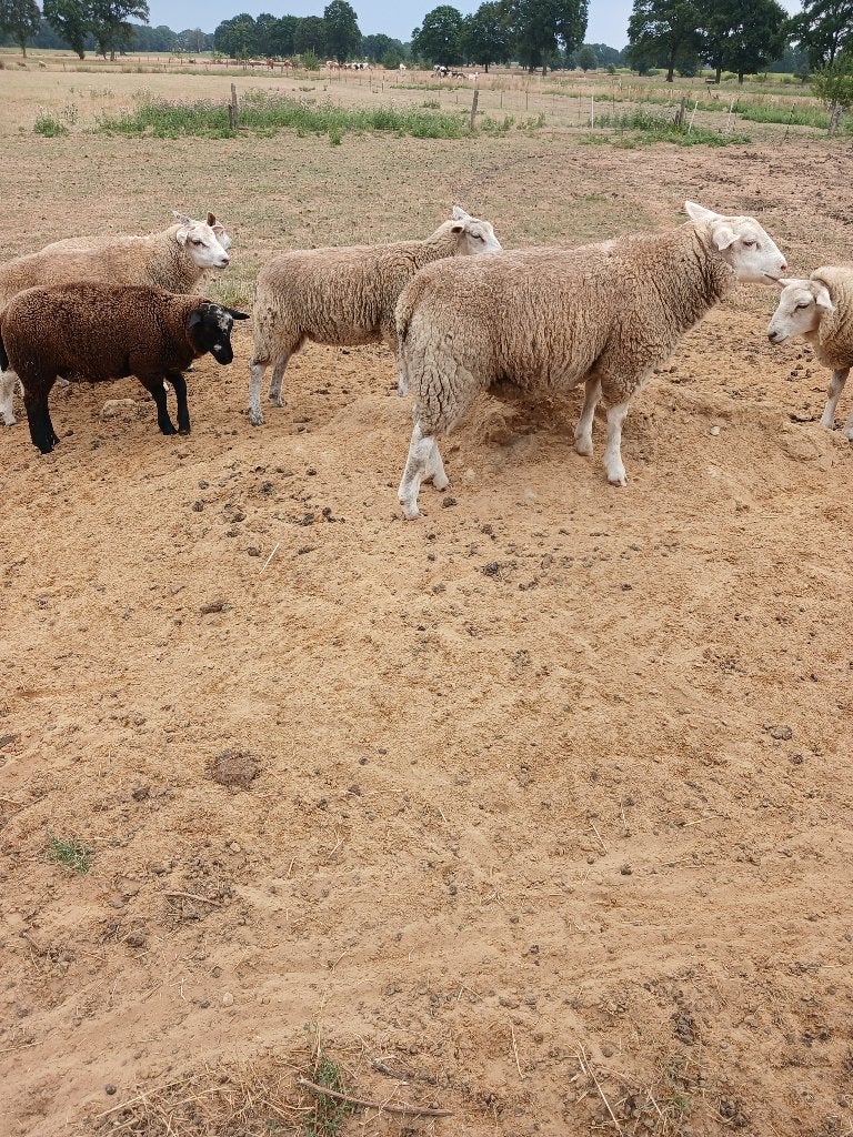schapen, Meerdere dieren, Schaap, 0 tot 2 jaar