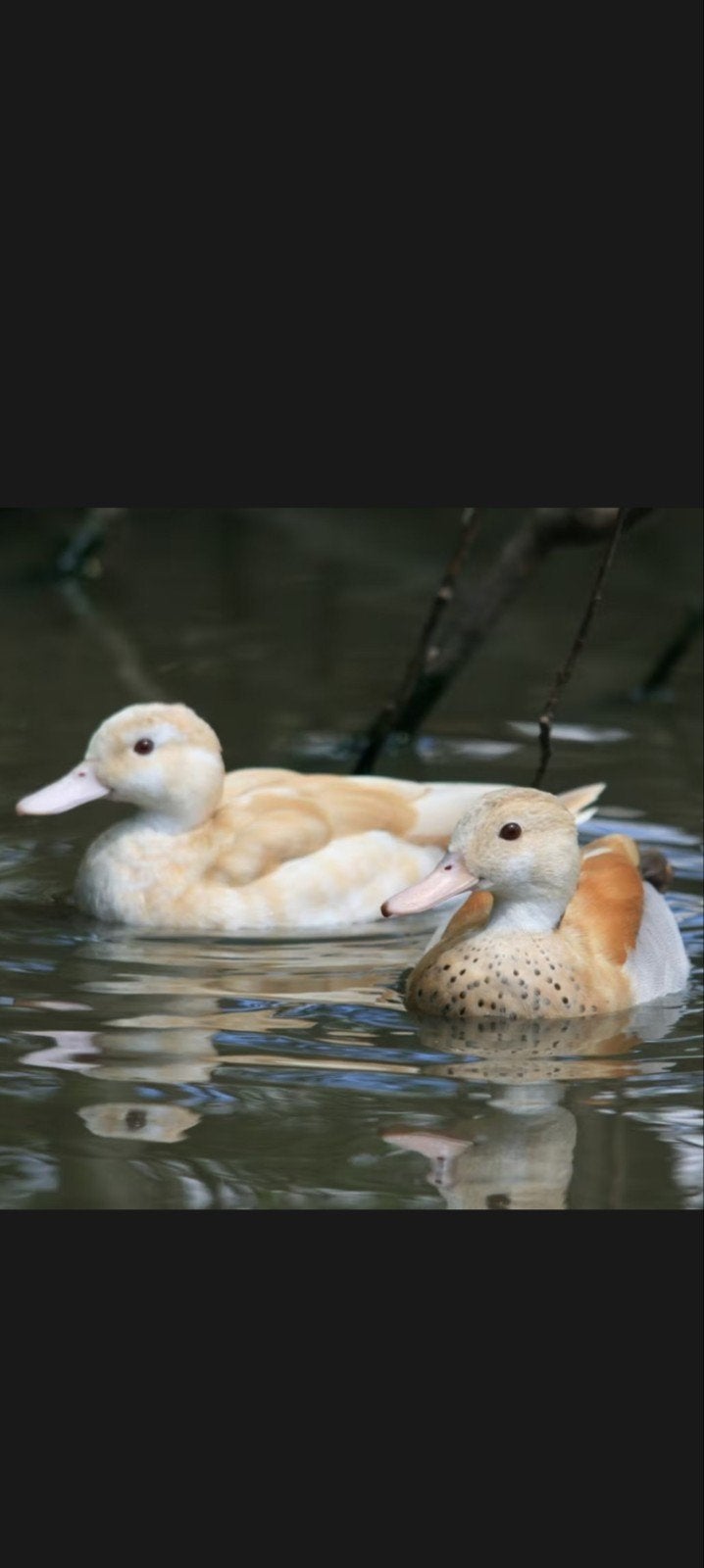 Blonde roodschouder/ siereenden