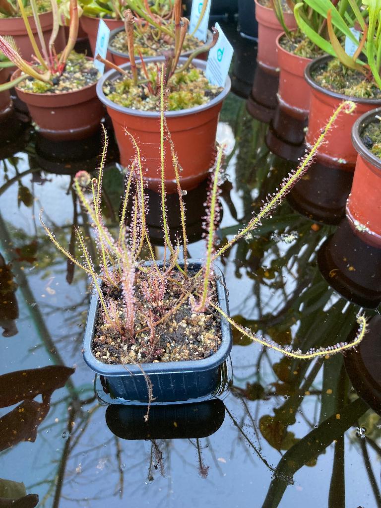 Drosera Filiformis ssp Filiformis - Draad Zonnedauw, Tuin en Terras, Overige soorten, Volle zon, Vaste plant, Ophalen of Verzenden