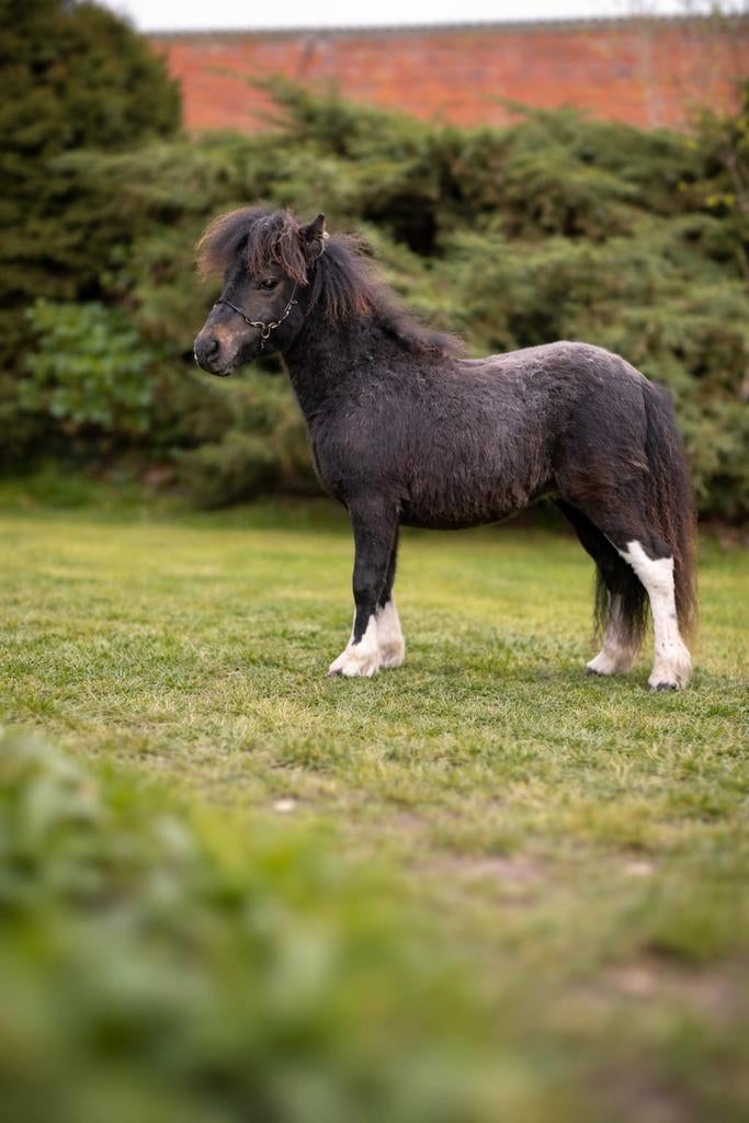 Mini-cheval