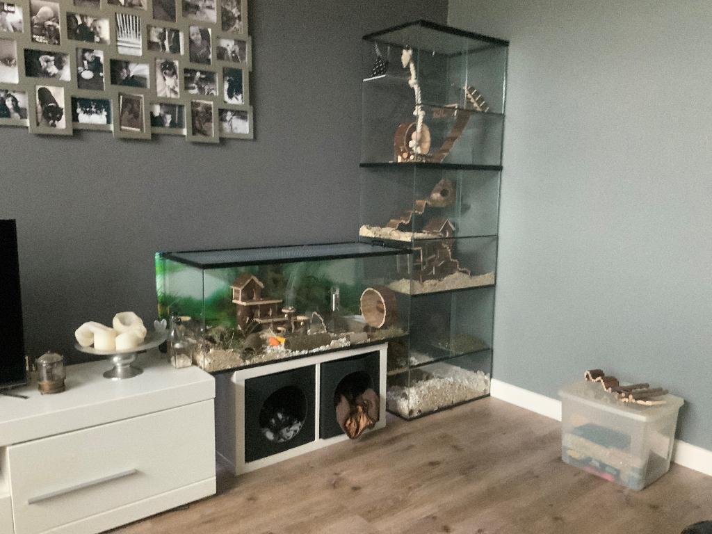 Degoekooi of stekelmuizen terrarium kopen, Animaux & Accessoires, Rongeurs & Lapins | Cages & Clapiers, Neuf, Niche, 90 cm ou plus