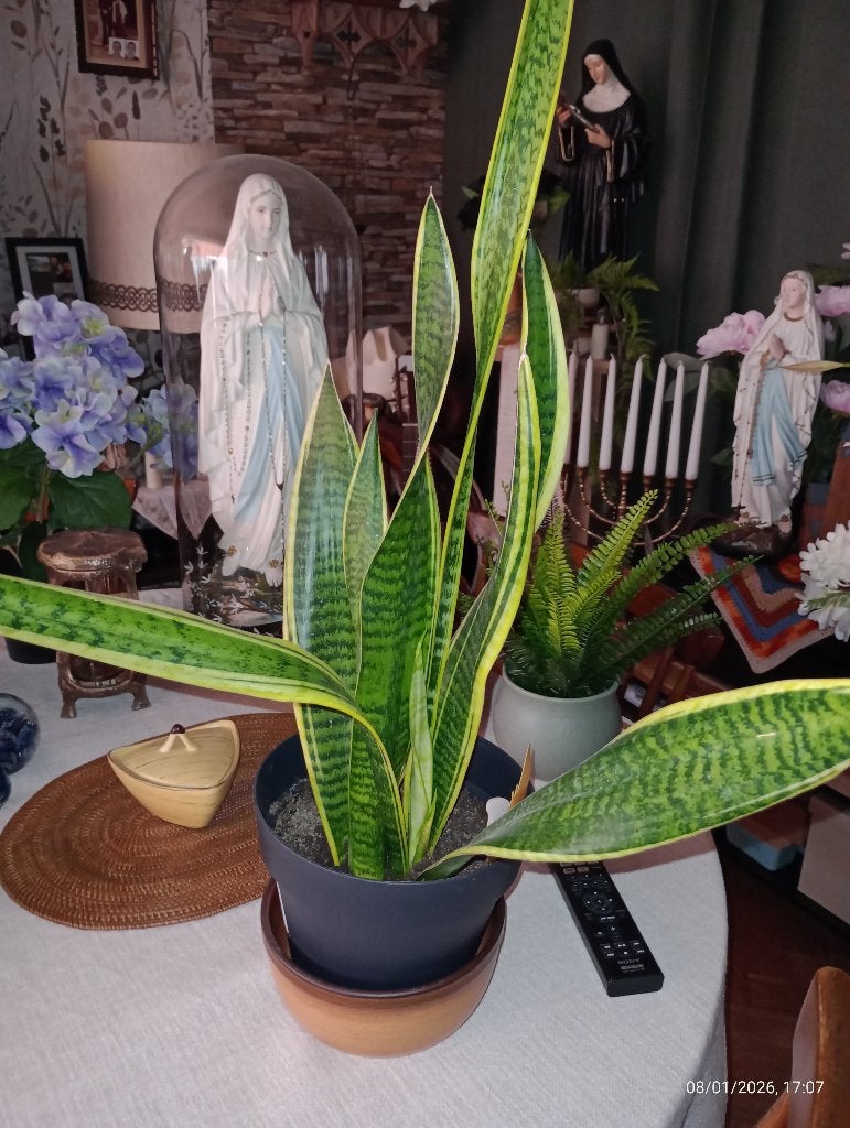 Plante interieur sansevieria trifasciata laurentii, Maison & Meubles, Plantes d'intérieur, Autres espèces, Moins de 100 cm, Enlèvement