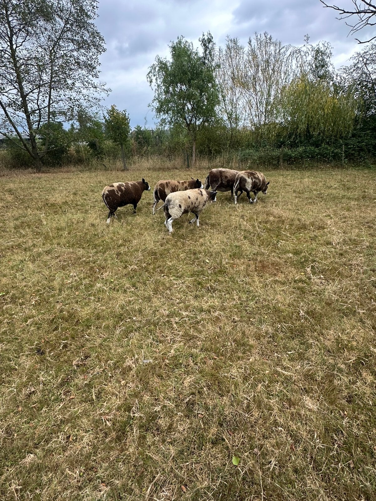 Dieren