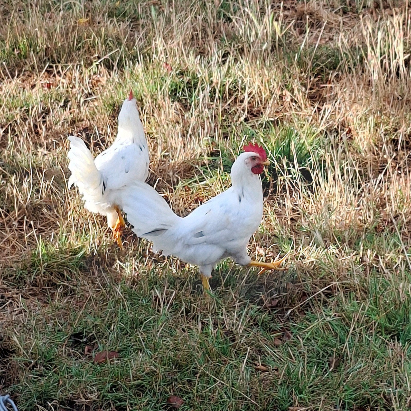 2 Leghorn hanen, Dieren en Toebehoren, Pluimvee, Mannelijk, Kip