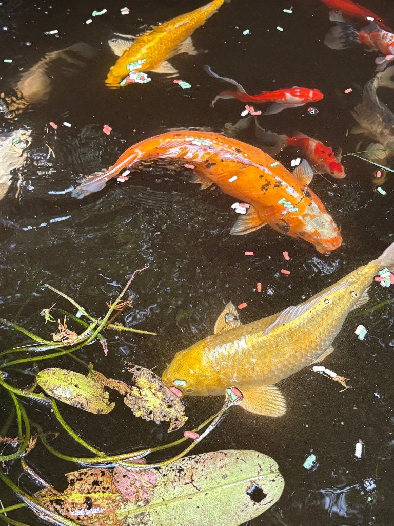 Koi’s, Dieren en Toebehoren, Vissen | Vijvervissen, Karper of Koi