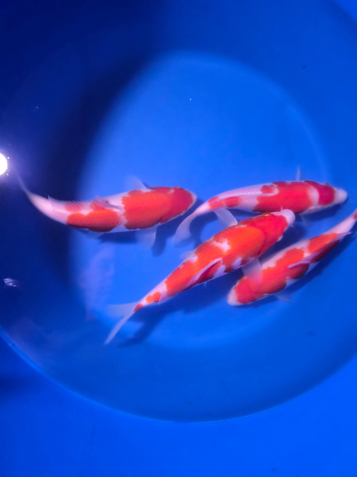 genjiro kinsen kohaku, Dieren en Toebehoren, Karper of Koi