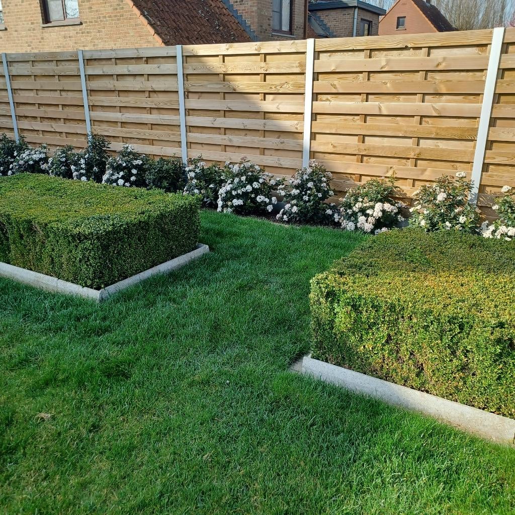 Plants de buis à vendre, Enlèvement, Buis, Haie, Moins de 100 cm