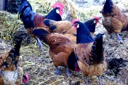 Broedeieren VORWERK, Geslacht onbekend, Kip