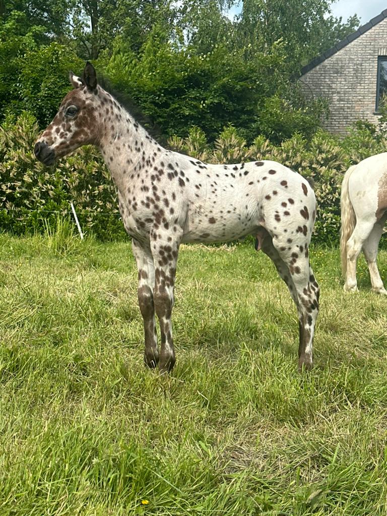 Prachtig appaloosa veulen