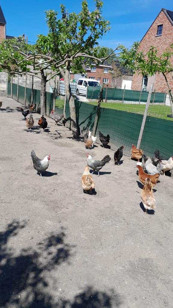 Kippen/hanen, Dieren en Toebehoren, Pluimvee, Meerdere dieren, Kip