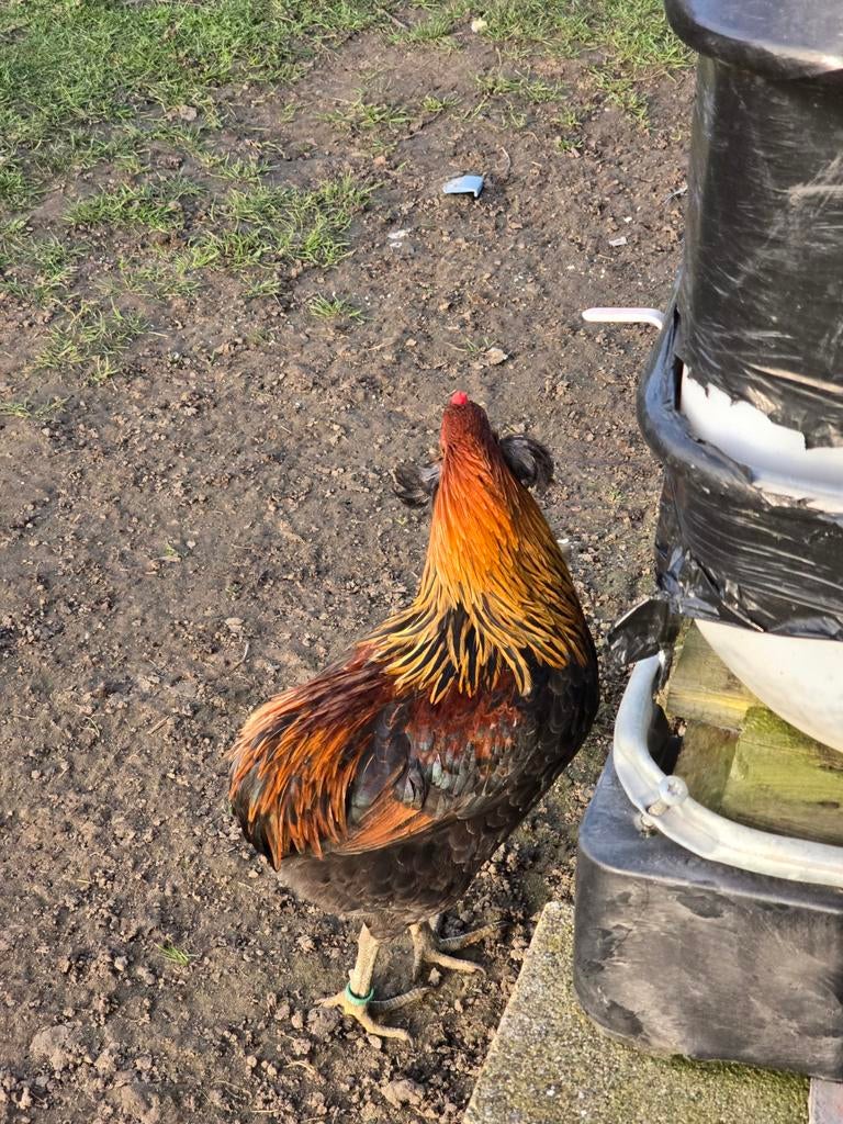 magnifique coq araucana 2025