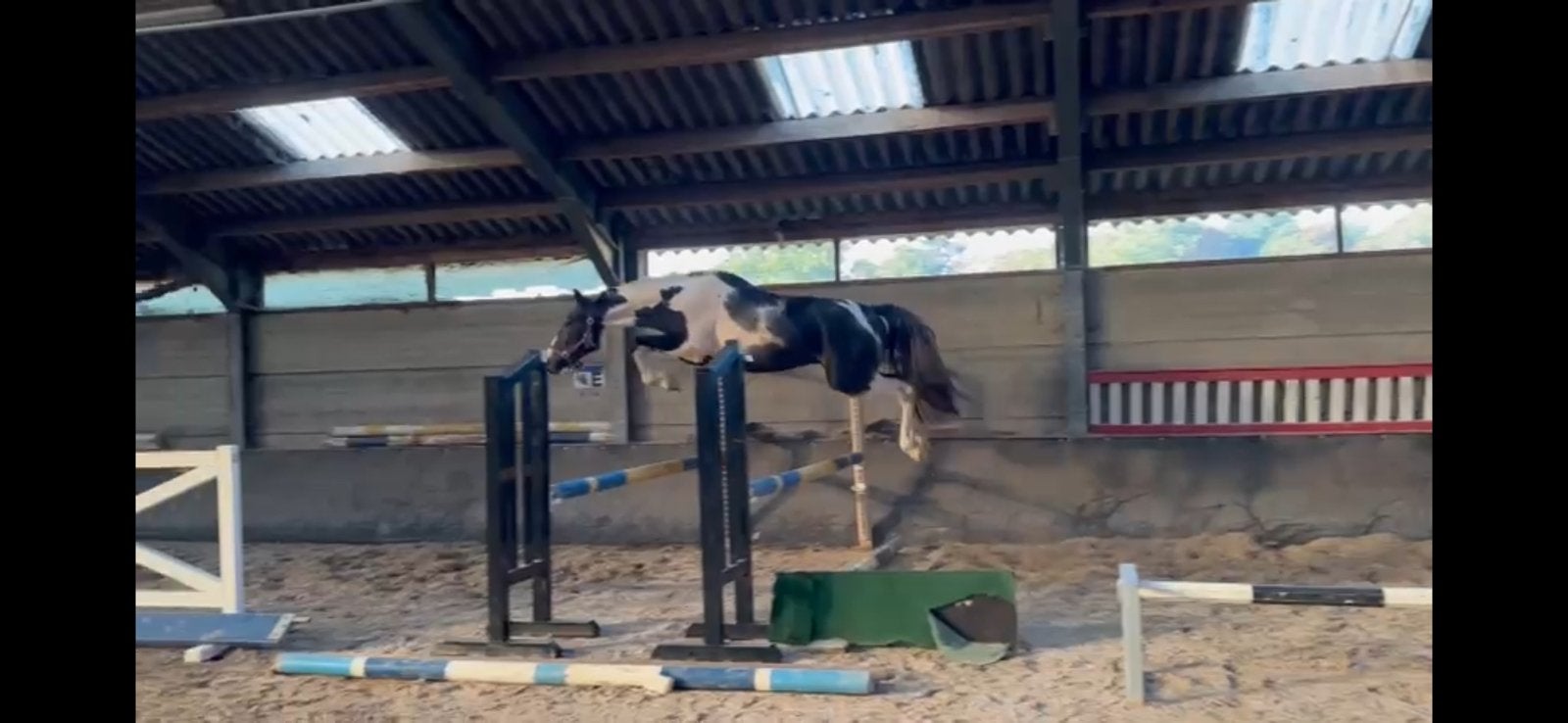 Bonte hengst, Springpaard, Minder dan 160 cm, Met stamboom, Hengst