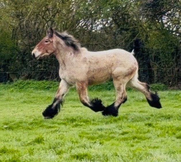 Pouliche de trait belge, Animaux & Accessoires, Jument, 170 à 175 cm, Avec pedigree, 0 à 2 ans