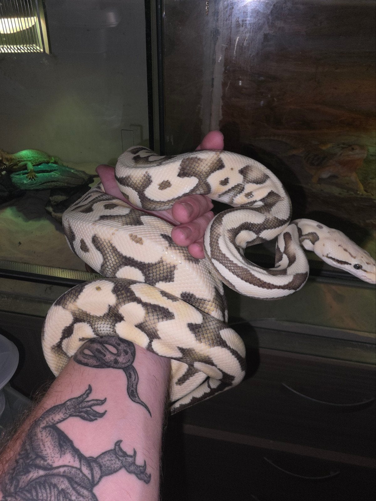 verschillende prachtige koningspythons! Ball Python photo 12