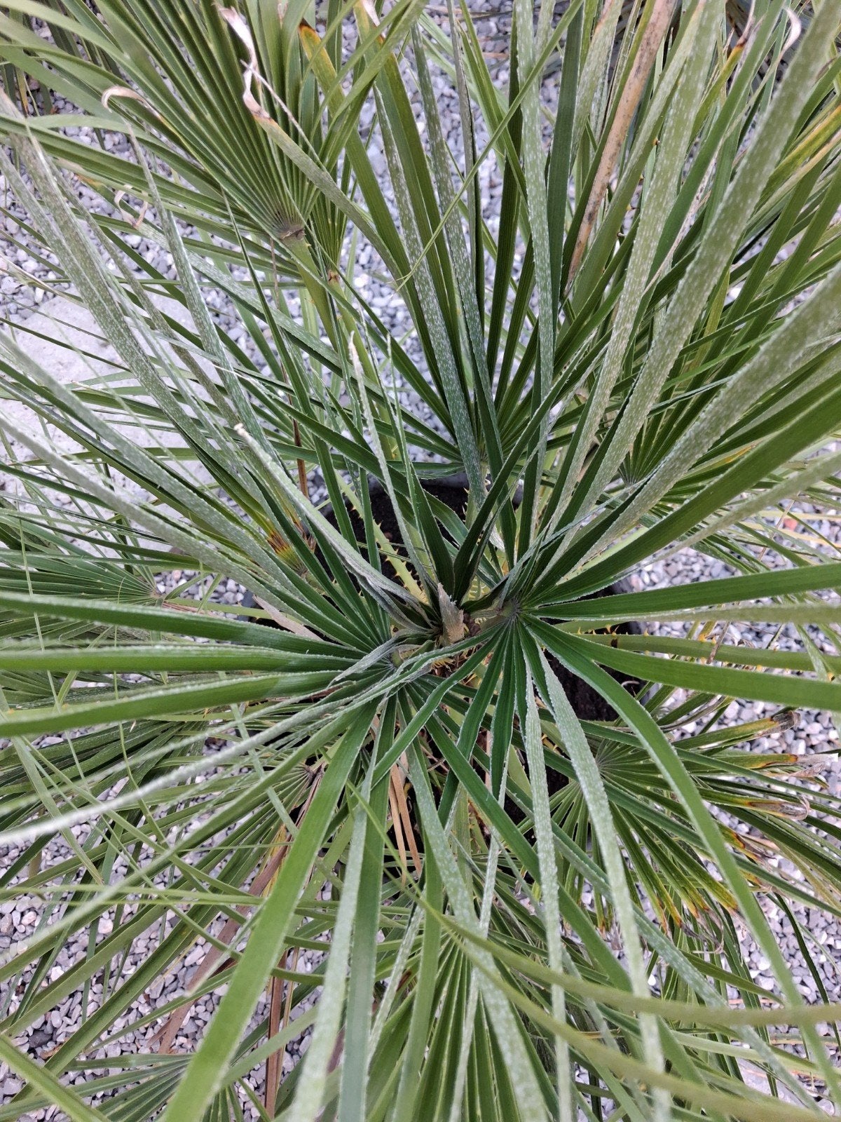 palmboom, Tuin en Terras, Ophalen