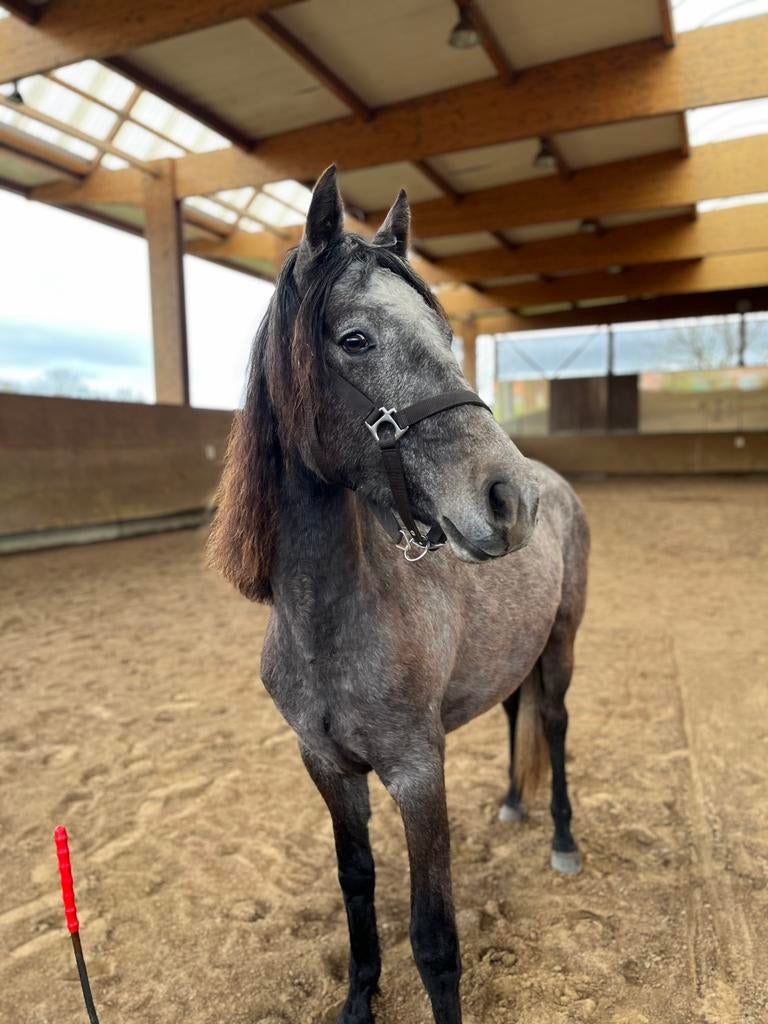 2jarige connemara, Dieren en Toebehoren, Merrie, Met stamboom, Niet van toepassing, 0 tot 2 jaar
